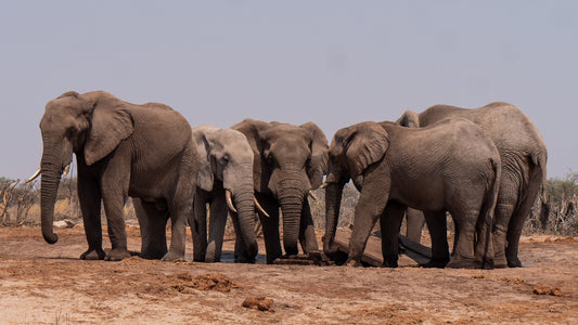 Discover the Exciting World of Elephants: A Fun and Engaging Guide for Kids!